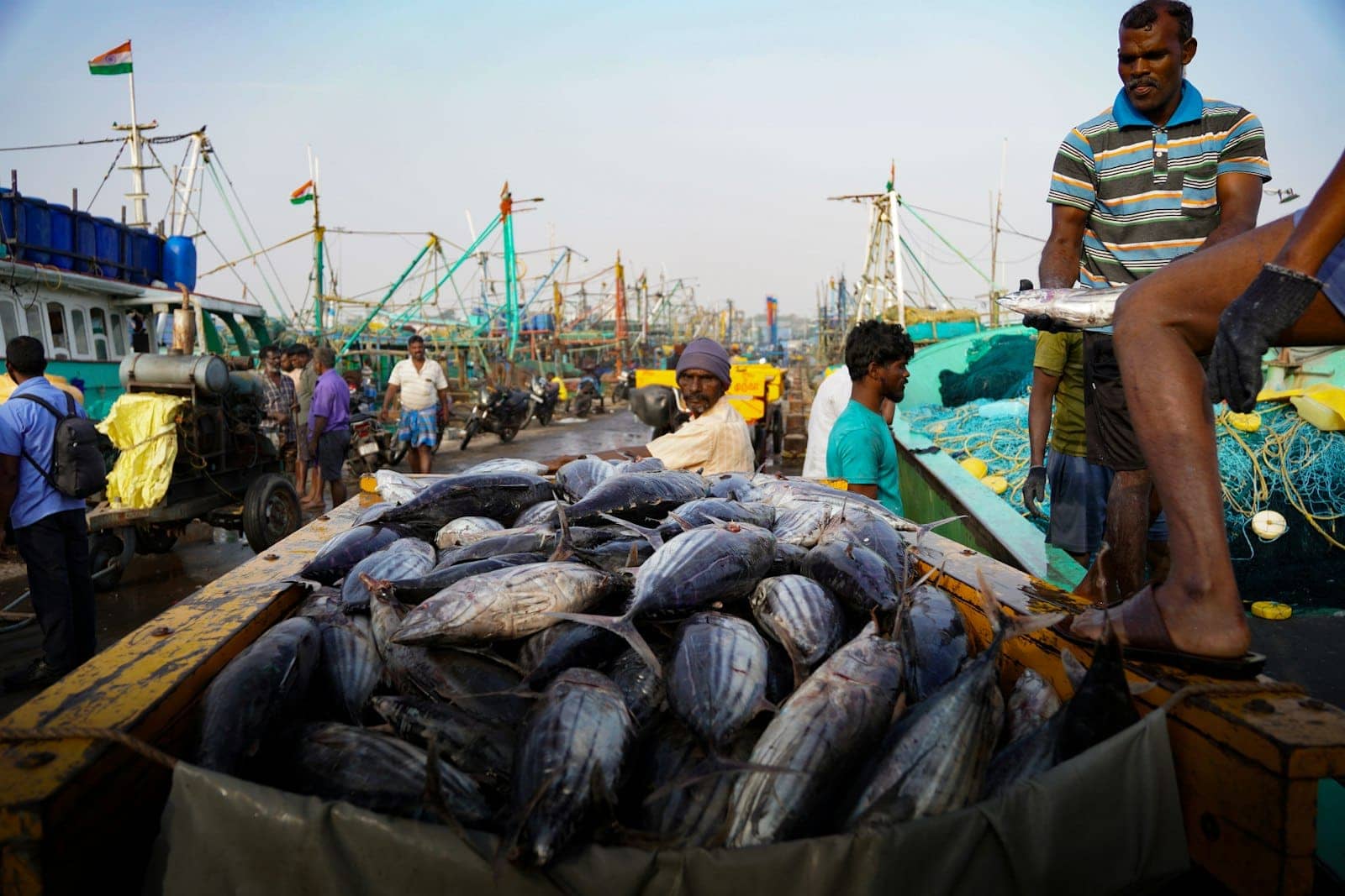 Fishermen unloading the catch at a harbour